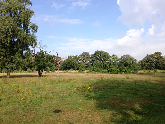 Wandelen in de Kempen